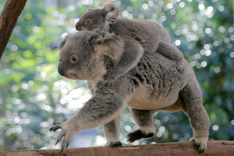 Lone Pine Koala Sanctuary Admission With Brisbane River Cruise - Grafton Accommodation 0