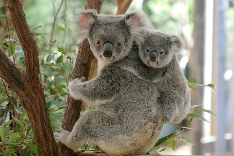 Lone Pine Koala Sanctuary Admission With Brisbane River Cruise - Grafton Accommodation 3