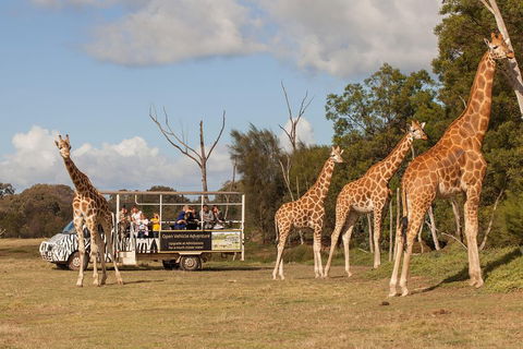 Off-Road Safari At Werribee Open Range Zoo - Grafton Accommodation 3