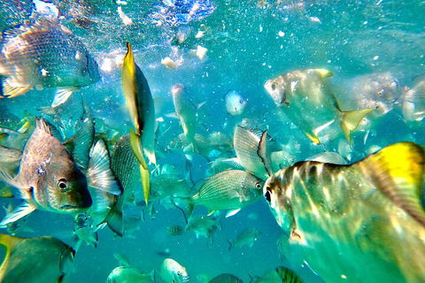 Moreton Island Day Trip (Kayak, Snorkel & Sandboard) Frm Brisbane Or Gold Coast - Grafton Accommodation 1