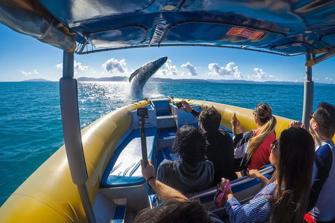 Ocean Rafting Tour To Whitehaven Beach, Hill Inlet Lookout & Top Snorkel Spots - Grafton Accommodation 4