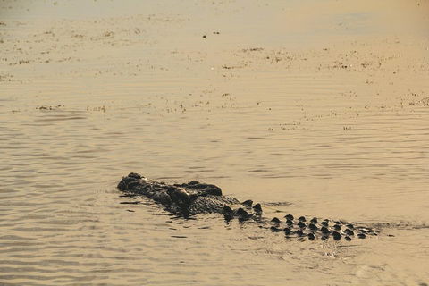 Yellow Water Cruise - Kakadu - Grafton Accommodation 2