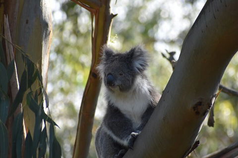 Healesville Sanctuary And Phillip Island Wildlife Bus Tour - Grafton Accommodation 0