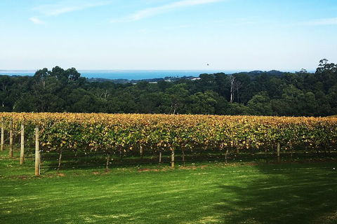 Yarra Valley Wine Tour Inc Lunch With A Glass Of Wine, Tastings And Chocolate - Grafton Accommodation 2