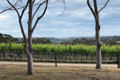 Yarra Valley Wine Tour Inc Lunch With A Glass Of Wine, Tastings And Chocolate - Grafton Accommodation 3