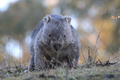 Ultimate Blue Mountains And Wildlife Tour - Grafton Accommodation 3