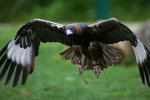 Yarra Valley Wildlife & Wine Day Tour From Melbourne With Healesville Sanctuary - Grafton Accommodation 1