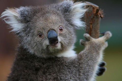 Yarra Valley Wildlife & Wine Day Tour From Melbourne With Healesville Sanctuary - Grafton Accommodation 2