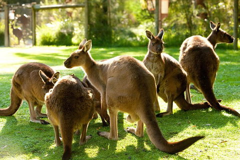 Yarra Valley Wildlife & Wine Day Tour From Melbourne With Healesville Sanctuary - Grafton Accommodation 4