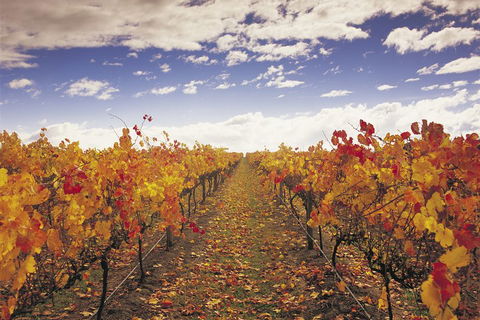 Yarra Valley Wildlife & Wine Day Tour From Melbourne With Healesville Sanctuary - Grafton Accommodation 5