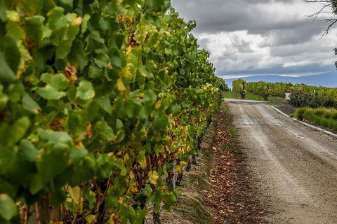Yarra Valley Public Winery Tours - Grafton Accommodation 2