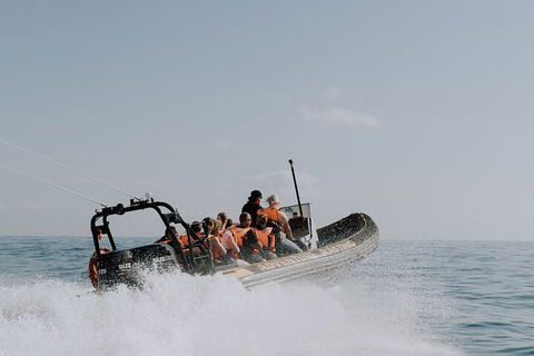 Adventure Whale Watching Tour Mooloolaba - Grafton Accommodation 0