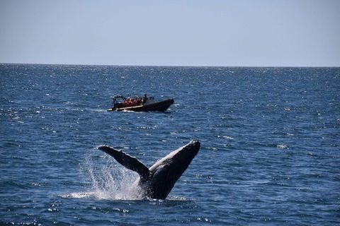 Adventure Whale Watching Tour Mooloolaba - Grafton Accommodation 1