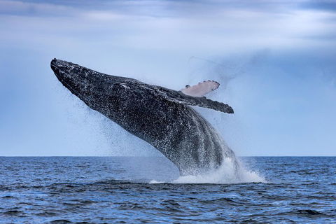 Adventure Whale Watching Tour Mooloolaba - Grafton Accommodation 2