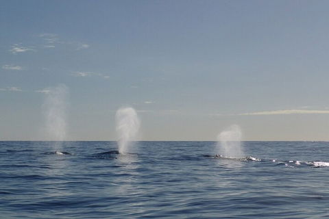 Adventure Whale Watching Tour Mooloolaba - Grafton Accommodation 3