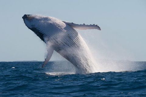 Adventure Whale Watching Tour Mooloolaba - Grafton Accommodation 5