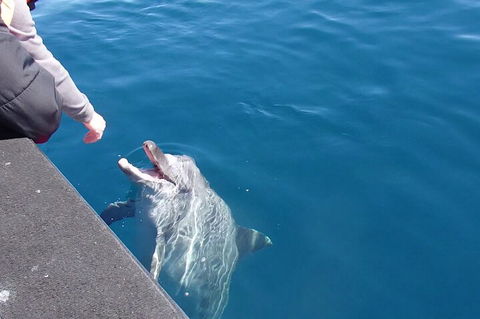 Noosa Wild Dolphin Safari - Grafton Accommodation 0