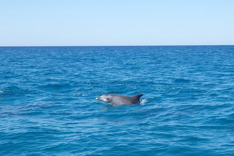 Noosa Wild Dolphin Safari - Grafton Accommodation 1