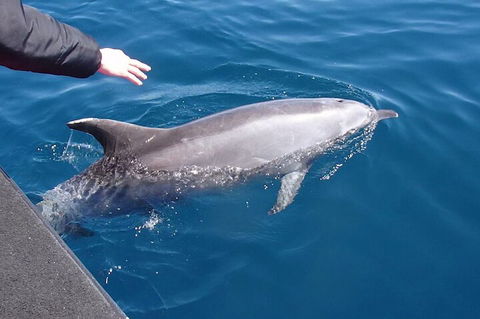 Noosa Wild Dolphin Safari - Grafton Accommodation 2