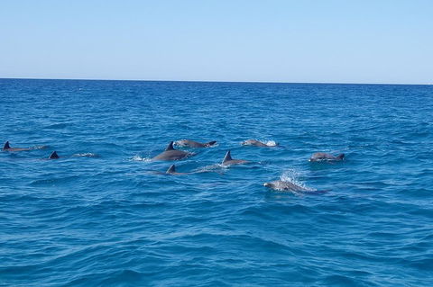 Noosa Wild Dolphin Safari - Grafton Accommodation 3