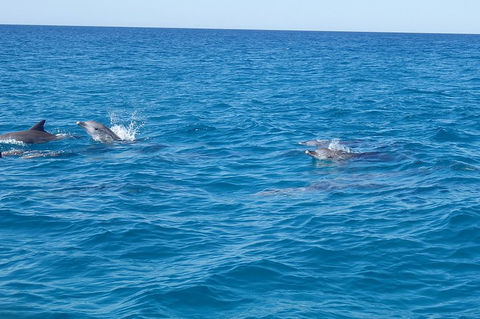 Noosa Wild Dolphin Safari - Grafton Accommodation 4
