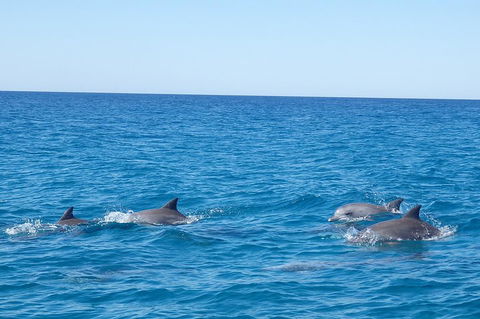 Noosa Wild Dolphin Safari - Grafton Accommodation 5