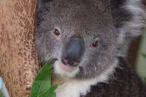 All Inclusive Blue Mountains Small-Group Day Trip From Sydney - Grafton Accommodation 1