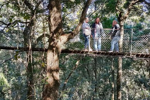 Lamington National Park, O'Reilly's & Vineyard Tour - Grafton Accommodation 2