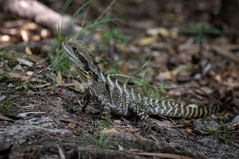 Cape Byron Aboriginal Tour - Grafton Accommodation 3