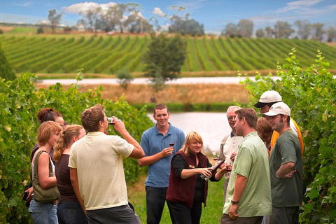 Yarra Valley Balloon Flight And Winery Tour - Grafton Accommodation 4