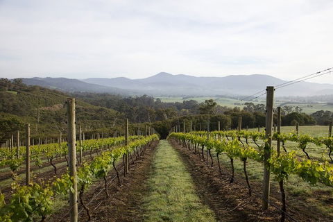 Yarra Valley 2-6 Guests Premium Food And Wine Inc Lunch At Dominique Portet - Grafton Accommodation 1
