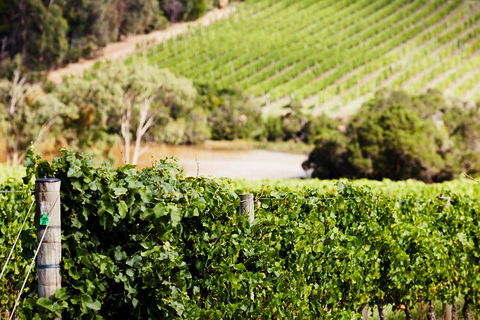 Yarra Valley Premium Tour Inc Lunch And Cheese, Chocolate Fondue At Rochford - Grafton Accommodation 5