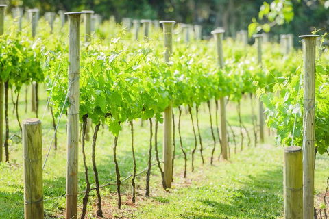 Deluxe Winery Tour To Tamborine Mountain, Includes Gourmet Two Course Lunch - Grafton Accommodation 5