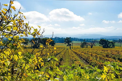 Yarra Valley Wine & Food Tour Departing From Melbourne - Grafton Accommodation 4