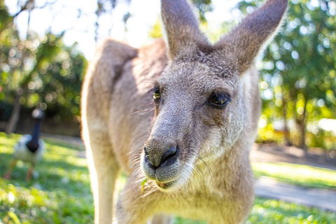 Virtual Interactive Australian Wildlife Tour With Private Guide-Wildlife Habitat - Grafton Accommodation 2