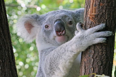 Virtual Interactive Australian Wildlife Tour With Private Guide-Wildlife Habitat - Grafton Accommodation 3
