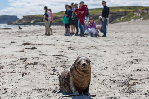 Kangaroo Island In A Day Tour From Adelaide - Grafton Accommodation 0