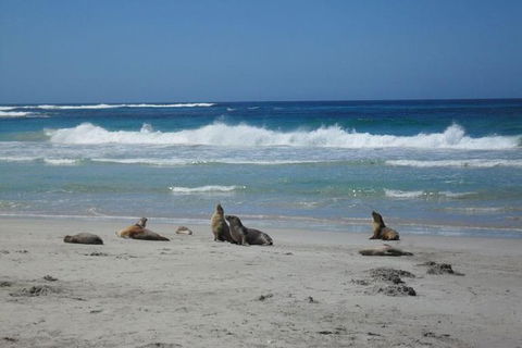 Kangaroo Island In A Day Tour From Adelaide - Grafton Accommodation 1