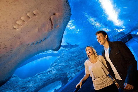 Dive With Sharks At AQWA - Grafton Accommodation 0