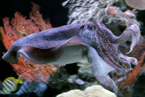 Dive With Sharks At AQWA - Grafton Accommodation 1