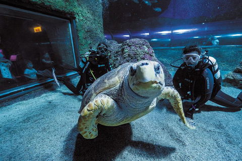 Dive With Sharks At AQWA - Grafton Accommodation 2