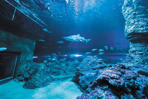 Dive With Sharks At AQWA - Grafton Accommodation 3