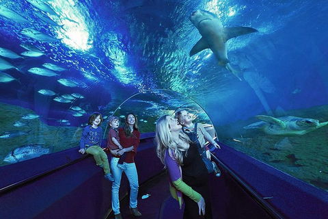 Dive With Sharks At AQWA - Grafton Accommodation 5