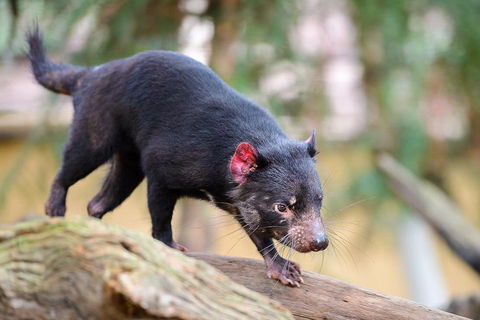 Kangaroos & Koala Encounter Experience (Half Day Private Tour) - Grafton Accommodation 1
