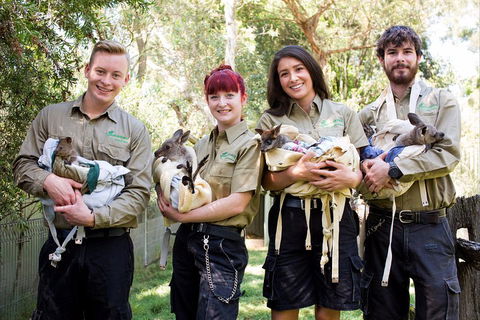 Kangaroos & Koala Encounter Experience (Half Day Private Tour) - Grafton Accommodation 3