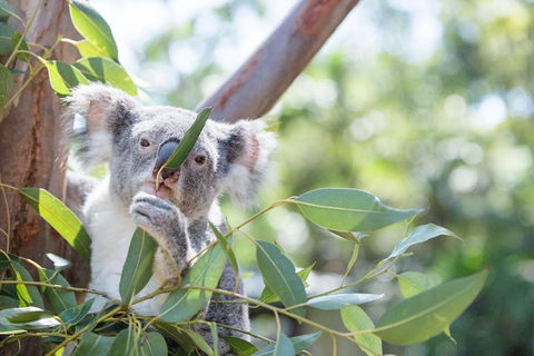 Kangaroos & Koala Encounter Experience (Half Day Private Tour) - Grafton Accommodation 5