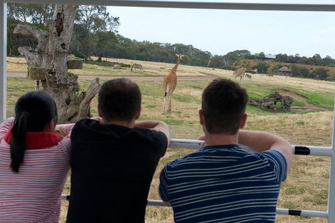 Off-Road Safari At Werribee Open Range Zoo - Grafton Accommodation 4
