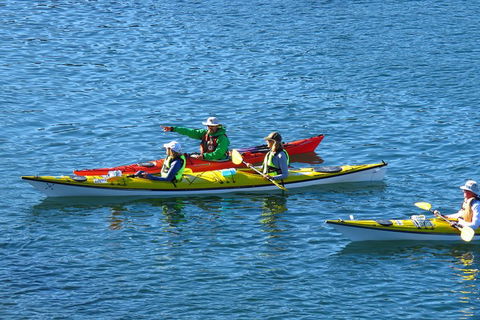 Half-Day Sydney Middle Harbour Guided Kayaking Eco Tour - Grafton Accommodation 0