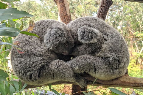 Central Coast Explorer With 'Personalised Sydney Tours' - Grafton Accommodation 5