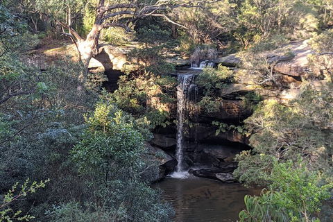 Australian Wildlife & Waterfalls Private Tour With 'Personalised Sydney Tours' - Grafton Accommodation 5